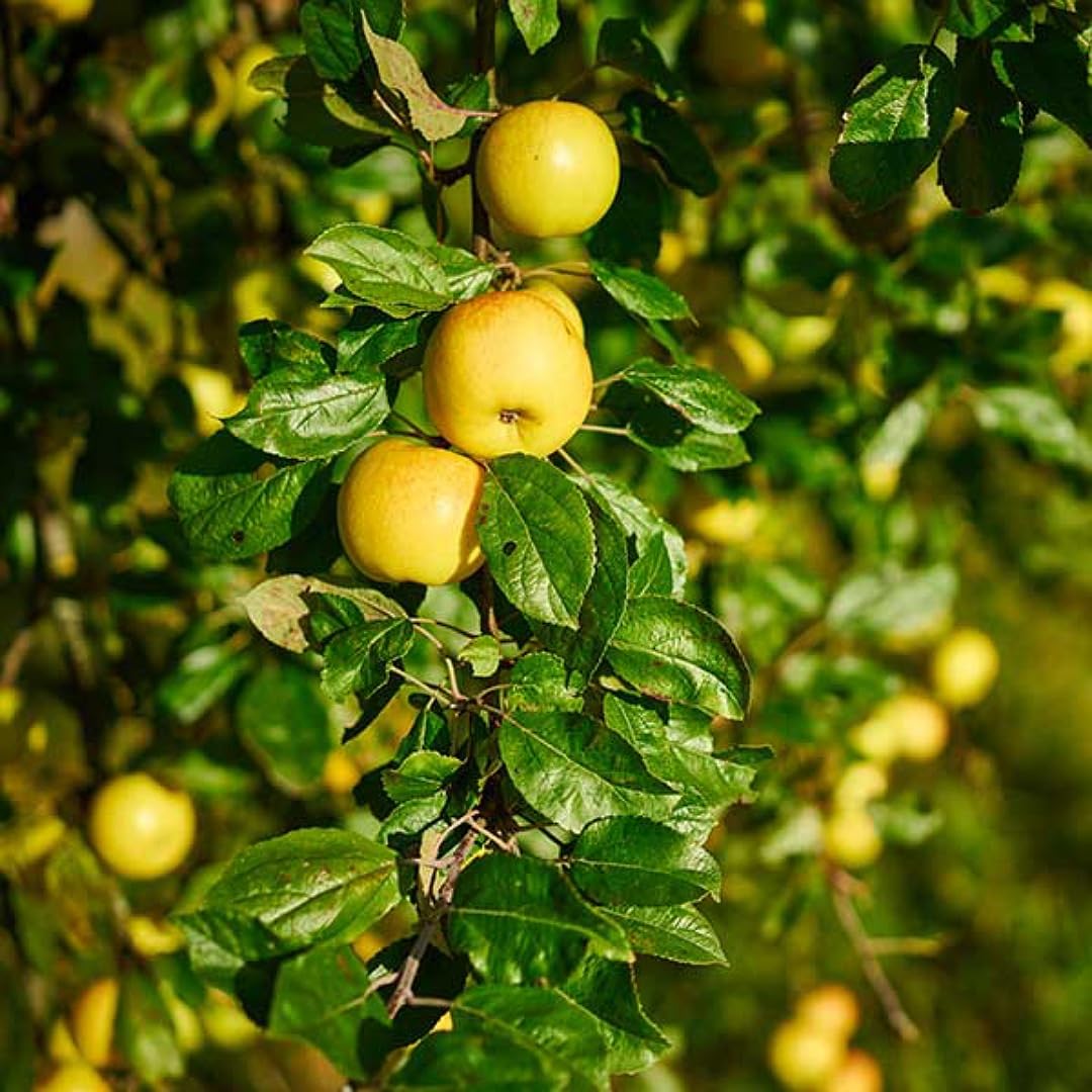 Dorsett Golden Apple Plants — Apple sapling available at Agro Nursery Garden